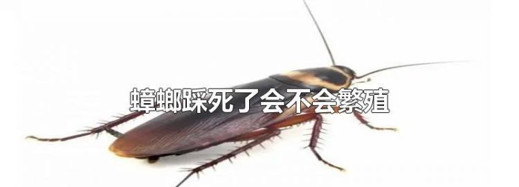 蟑螂死后还会繁衍吗