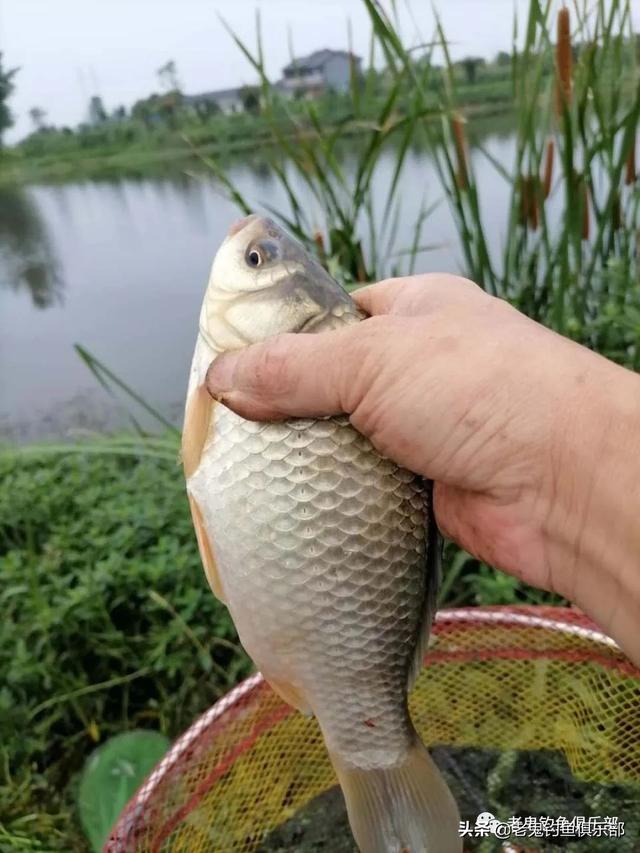 老鬼生鲜钓饵使用效果（试用老鬼生鲜钓饵）(5)