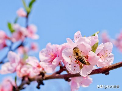 ​前度刘郎今又来 刘郎是谁(桃花刘郎故事：玄都观里三千树，尽是刘郎去后栽)