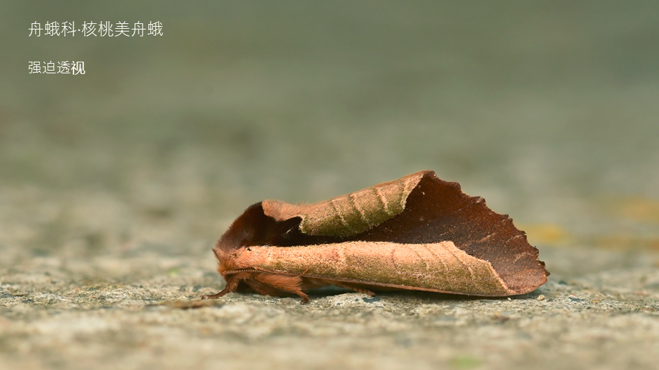 法布尔简介资料（被“嫌弃”的虫子的一生，有许多你不知道的故事）