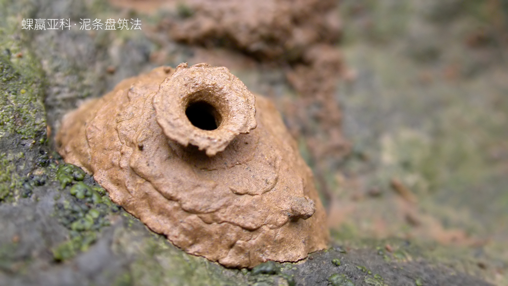 法布尔简介资料（被“嫌弃”的虫子的一生，有许多你不知道的故事）