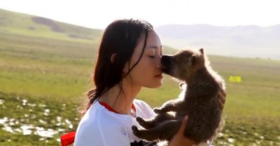 ​狼王惨死 狼后殉情 留下六只狼崽 草原遗孤 美女救狼做儿子的传奇故事