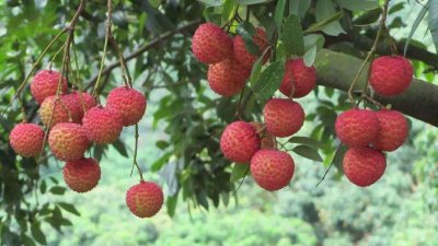 ​北流市“荔枝节”的由来