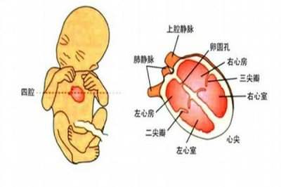 ​医霸荐读！正常胎儿心脏超声解剖