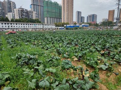 ​湖北名菜 洪山菜薹