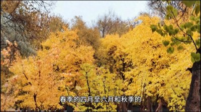 ​新疆省乌鲁木齐旅游攻略