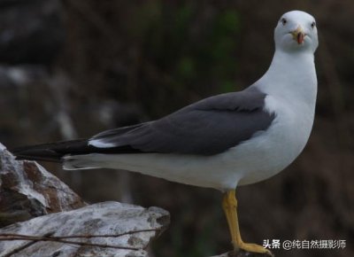 ​海鸥百科知识，中国鸥科鸟类之一